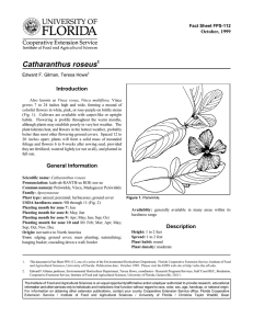 Catharanthus roseus Introduction October, 1999 Fact Sheet FPS-112