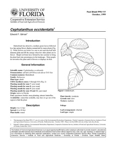 Cephalanthus occidentalis Introduction October, 1999 Fact Sheet FPS-117