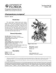 Chamaedorea erumpens Introduction October, 1999 Fact Sheet FPS-120