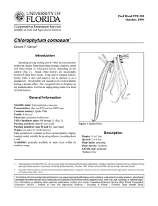 Chlorophytum comosum Introduction October, 1999 Fact Sheet FPS-126