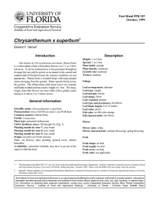 Chrysanthemum x superbum Introduction Description October, 1999