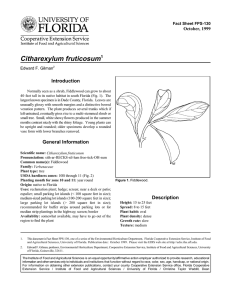 Citharexylum fruticosum Introduction October, 1999 Fact Sheet FPS-130