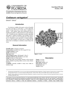 Codiaeum variegatum Introduction October, 1999 Fact Sheet FPS-134
