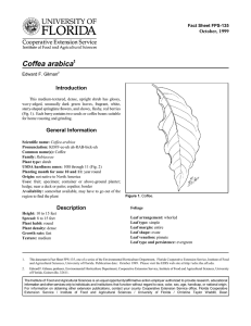 Coffea arabica Introduction October, 1999 Fact Sheet FPS-135