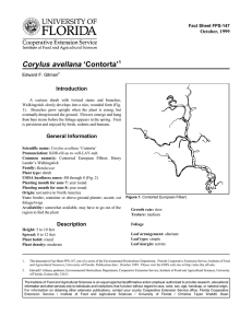 Corylus avellana ‘Contorta’ Introduction October, 1999 Fact Sheet FPS-147