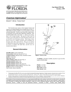 Cosmos bipinnatus Introduction October, 1999 Fact Sheet FPS-148