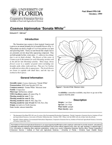 Cosmos bipinnatus ‘Sonata White’ Introduction October, 1999 Fact Sheet FPS-149