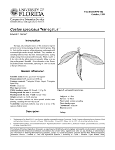 Costus speciosus ‘Variegatus’ Introduction October, 1999 Fact Sheet FPS-152