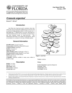 Crassula argentea Introduction October, 1999 Fact Sheet FPS-153