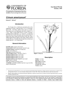 Crinum americanum Introduction October, 1999 Fact Sheet FPS-154