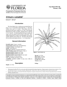 Crinum x amabile Introduction October, 1999 Fact Sheet FPS-156