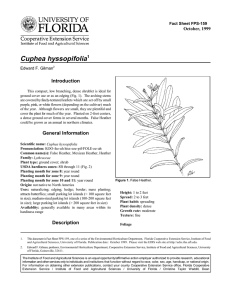 Cuphea hyssopifolia Introduction October, 1999 Fact Sheet FPS-159
