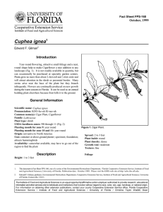 Cuphea ignea Introduction October, 1999 Fact Sheet FPS-160