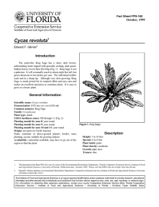 Cycas revoluta Introduction October, 1999 Fact Sheet FPS-162