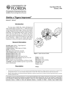 Dahlia x ‘Figaro Improved’ Introduction October, 1999 Fact Sheet FPS-170