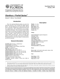 Dianthus x ‘Parfait Series’ Introduction Description October, 1999