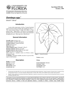 Dombeya spp. Introduction October, 1999 Fact Sheet FPS-182