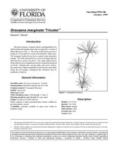 Dracaena marginata ‘Tricolor’ Introduction October, 1999 Fact Sheet FPS-186