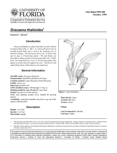 Dracaena thalioides Introduction October, 1999 Fact Sheet FPS-188