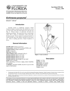 Echinacea purpurea Introduction October, 1999 Fact Sheet FPS-192