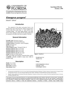 Elaeagnus pungens Introduction October, 1999 Fact Sheet FPS-193