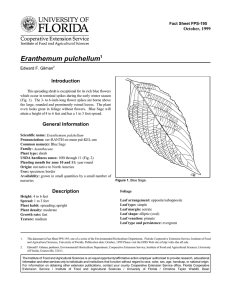 Eranthemum pulchellum Introduction October, 1999 Fact Sheet FPS-195