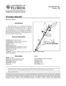Ernodea littoralis Introduction October, 1999 Fact Sheet FPS-196