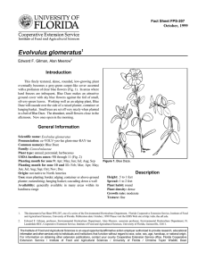 Evolvulus glomeratus Introduction October, 1999 Fact Sheet FPS-207