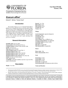 Exacum affine Introduction October, 1999 Fact Sheet FPS-208