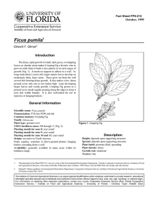 Ficus pumila Introduction October, 1999 Fact Sheet FPS-212