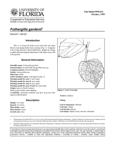 Fothergilla gardenii Introduction October, 1999 Fact Sheet FPS-214