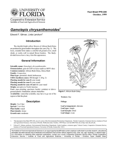 Gamolepis chrysanthemoides Introduction October, 1999 Fact Sheet FPS-220