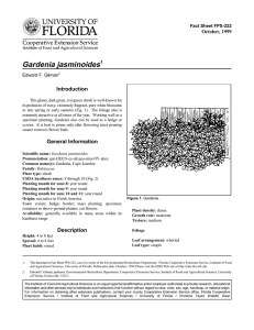 Gardenia jasminoides Introduction October, 1999 Fact Sheet FPS-222