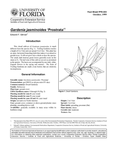 Gardenia jasminoides ‘Prostrata’ Introduction October, 1999 Fact Sheet FPS-223