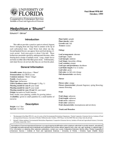 Hedychium x ‘Shurei’ Introduction October, 1999 Fact Sheet FPS-241