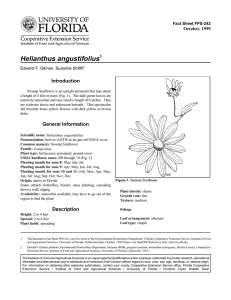 Helianthus angustifolius Introduction October, 1999 Fact Sheet FPS-242