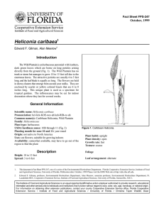 Heliconia caribaea Introduction October, 1999 Fact Sheet FPS-247