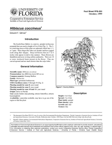Hibiscus coccineus Introduction October, 1999 Fact Sheet FPS-253