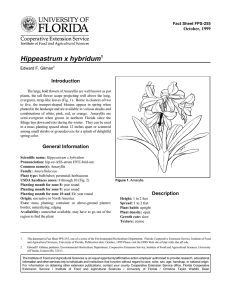 Hippeastrum x hybridum Introduction October, 1999 Fact Sheet FPS-255