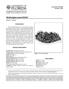 Hydrangea quercifolia Introduction October, 1999 Fact Sheet FPS-259