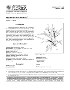 Hymenocallis latifolia Introduction October, 1999 Fact Sheet FPS-260