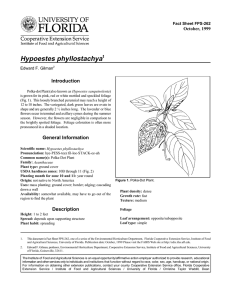 Hypoestes phyllostachya Introduction October, 1999 Fact Sheet FPS-262