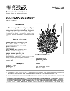 Ilex cornuta ‘Burfordii Nana’ Introduction October, 1999 Fact Sheet FPS-263