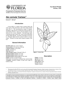 Ilex cornuta ‘Carissa’ Introduction October, 1999 Fact Sheet FPS-264
