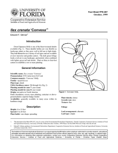 Ilex crenata ‘Convexa’ Introduction October, 1999 Fact Sheet FPS-267