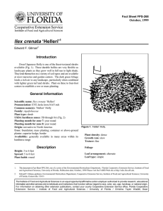 Ilex crenata ‘Helleri’ Introduction October, 1999 Fact Sheet FPS-268