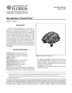 Ilex decidua ‘Council Fire’ Introduction October, 1999 Fact Sheet FPS-270