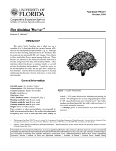 Ilex decidua ‘Hunter’ Introduction October, 1999 Fact Sheet FPS-271