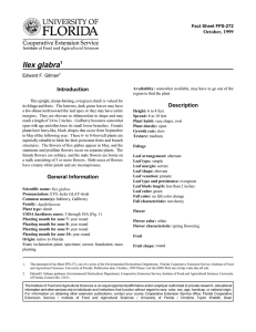 Ilex glabra Introduction Description October, 1999