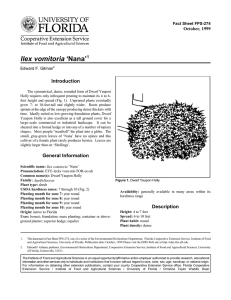 Ilex vomitoria ‘Nana’ Introduction October, 1999 Fact Sheet FPS-274